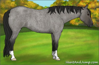 Horse Color:Gray Grullo Roan 