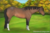 Horse Color:Buckskin Roan 
