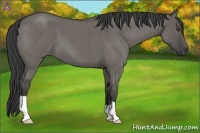 Horse Color:Grullo Roan 