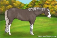 Horse Color:Silver Blue Roan Splash