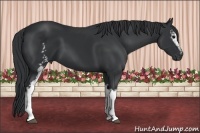 Horse Color:White Spotted Black 