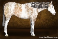 Horse Color:White Spotted Bay Dun