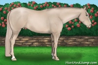 Horse Color:Chocolate Palomino Pearl Sabino