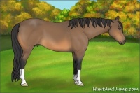 Horse Color:Buckskin 