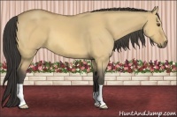 Horse Color:Buckskin Dun 