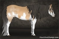 Horse Color:Bay Splash 