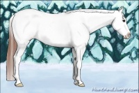 Horse Color:White Spotted Grullo Splash Tobiano Appaloosa 