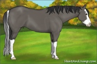 Horse Color:Grullo Splash 