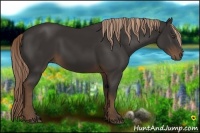 Horse Color:Liver Chestnut Rabicano