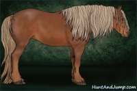 Horse Color:Chestnut Rabicano