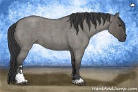Horse Color:Grullo Roan Sabino