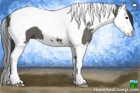 Horse Color:Grullo Sabino Splash Tobiano 