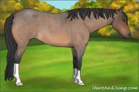 Horse Color:Buckskin Roan