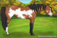 Horse Color:Bay Frame