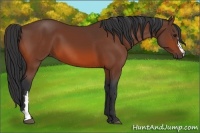 Horse Color:Bay Frame 