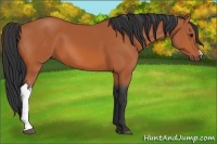 Horse Color:Bay Frame 