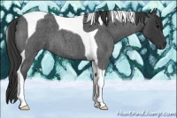 Horse Color:Blue Roan Tobiano