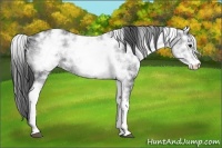 Horse Color:White Spotted Black Ice 