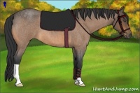 Horse Color:Buckskin Roan 