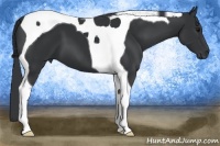 Horse Color:Black Tobiano 