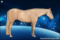 Horse Color:Gold Champagne Rabicano