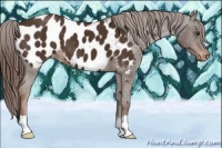 Horse Color:Liver Chestnut Near Leopard 