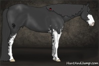 Horse Color:Black Sabino 