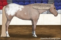 Horse Color:Chestnut Appaloosa