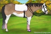 Horse Color:Bay Dun Splash 
