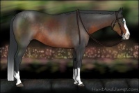 Horse Color:Brown Sabino Splash Rabicano 