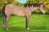 Horse Color:Amber Champagne Rabicano 
