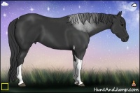 Horse Color:Black Tobiano