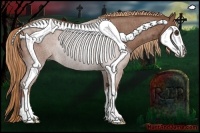 Horse Color:Red Roan Sabino Rabicano