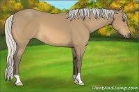 Horse Color:Silver Buckskin 
