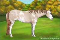 Horse Color:Smoky Black Pearl Sabino 