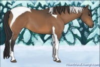 Horse Color:Buckskin Tobiano