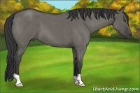 Horse Color:Grullo Roan 