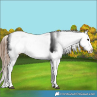 Horse Color:Bay Ice Appaloosa 