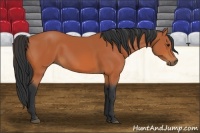 Horse Color:Bay 