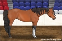 Horse Color:Bay 