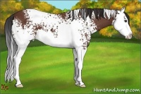 Horse Color:White Spotted Bay Sabino Splash