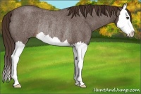Horse Color:Liver Red Roan Splash Rabicano 