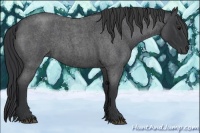 Horse Color:Blue Roan 