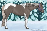 Horse Color:Silver Black Tobiano