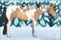 Horse Color:Amber Champagne Tobiano
