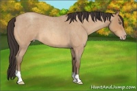 Horse Color:Amber Champagne Roan 