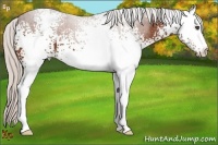 Horse Color:White Spotted Silver Bay 
