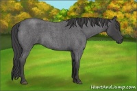 Horse Color:Smoky Blue Roan