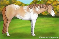Horse Color:White Spotted Gold Champagne