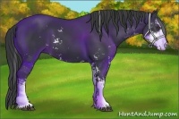 Horse Color:Black Sabino 